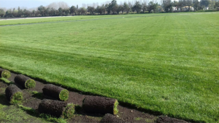 Cosecha de Pasto Natural Zona Verde